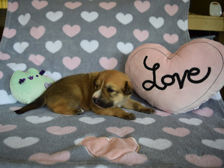 chinook puppy